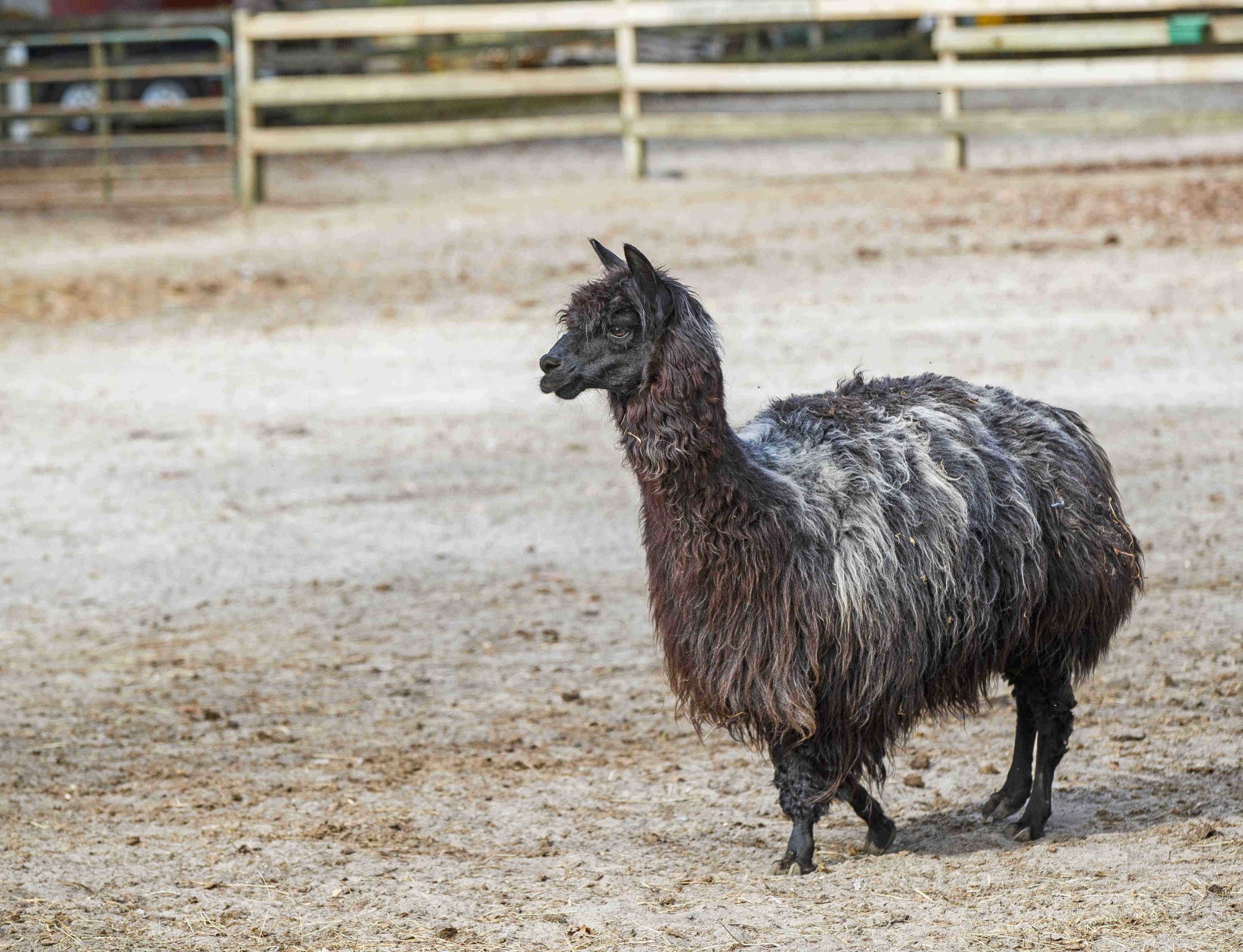Funny Farm Rescue & Sanctuary